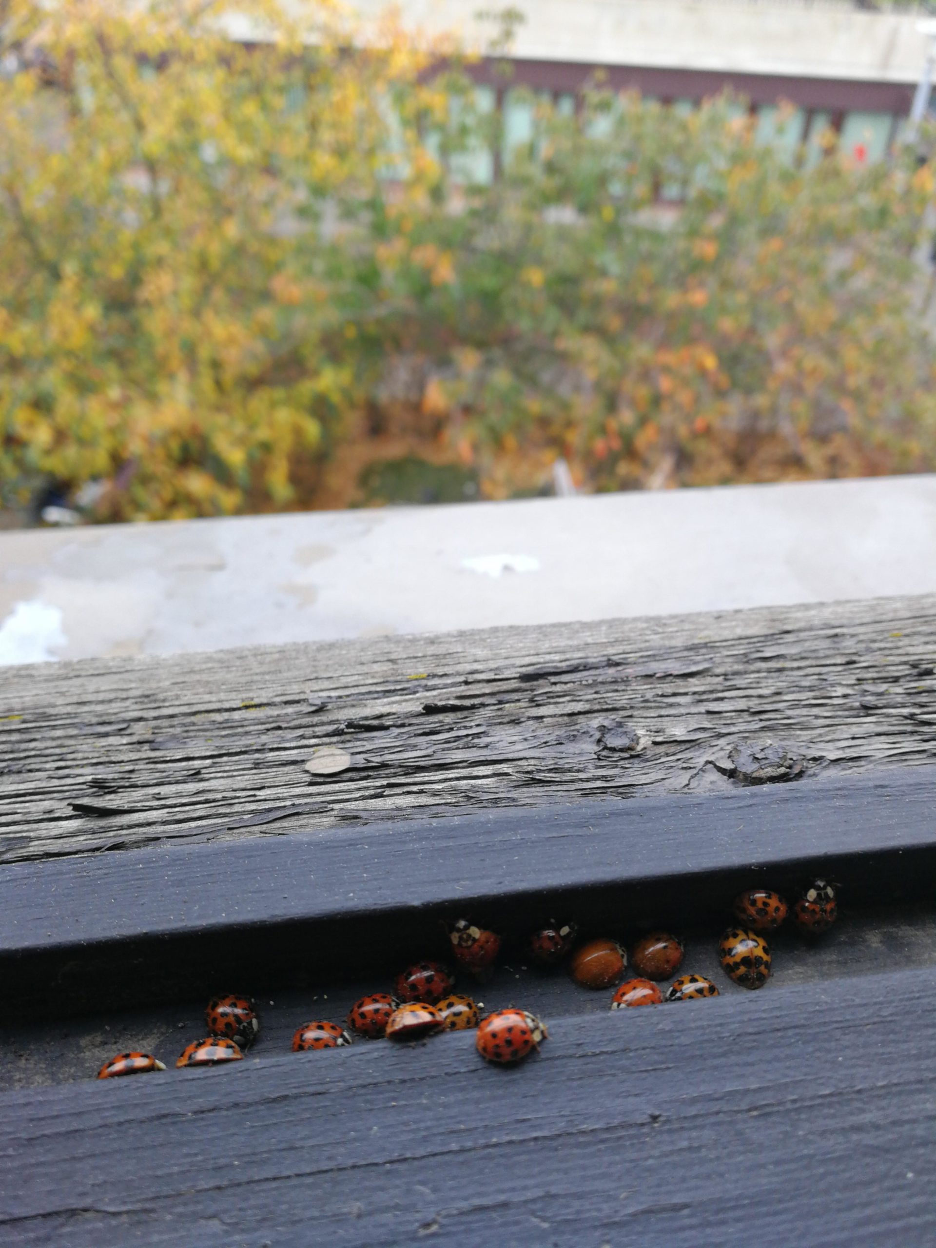A+colony+of+ladybugs+under+my+window