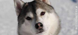 Unimpressed+Husky+is+unimpressed