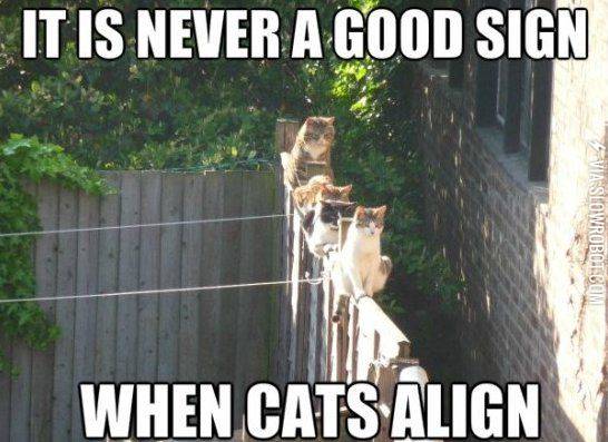 When+cats+align.