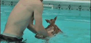 Rescuing+deer+from+pool%2C+nope.