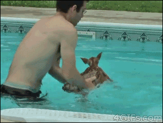 Rescuing+deer+from+pool%2C+nope.