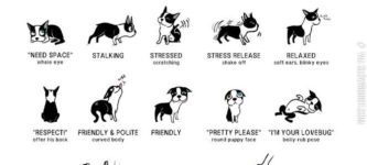 gotta+learn+the+doggie+language