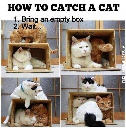 How+to+catch+a+cat.