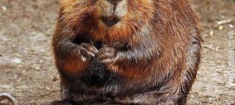 Hey+girl%2C+are+you+a+beaver%3F