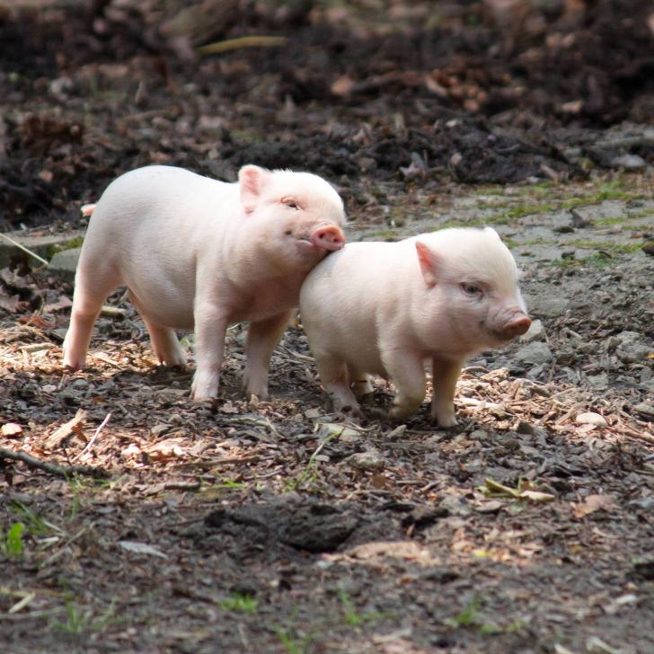 The+bestest+of+buddies