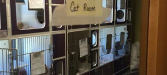 Professor+Jiggly+Is+Loose+In+Cat+Room