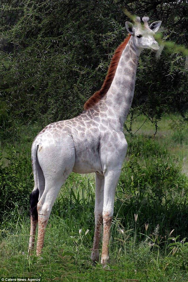Rare+white+giraffe+calf+recently+spotted+in+Tanzania