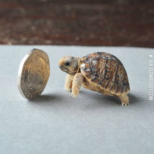 The+tiniest+turtle.