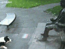 This+dog+really+wants+to+play+fetch.