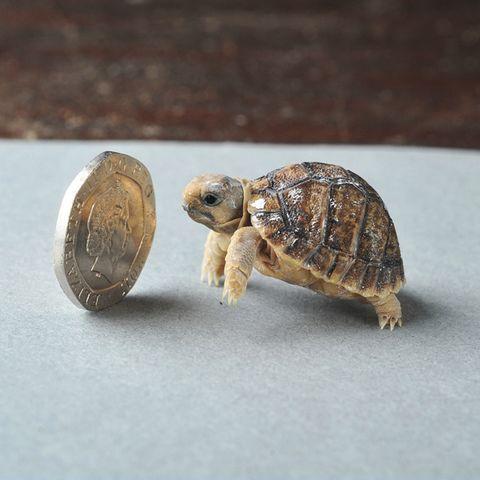 The+littlest+turtle