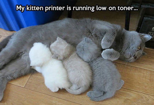 Cat+Printer