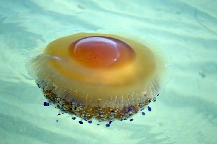 The+fried+egg+jellyfish+is+an+actual+thing