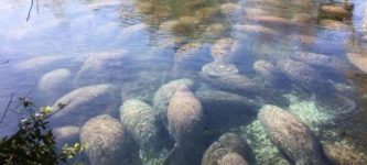 Manatees+in+Crystal+Springs