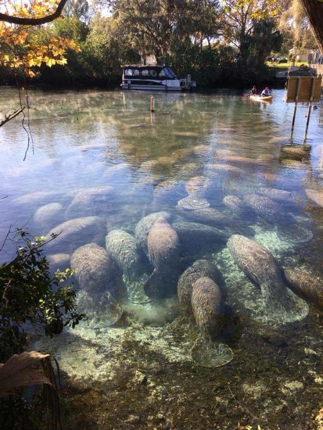 Manatees+in+Crystal+Springs