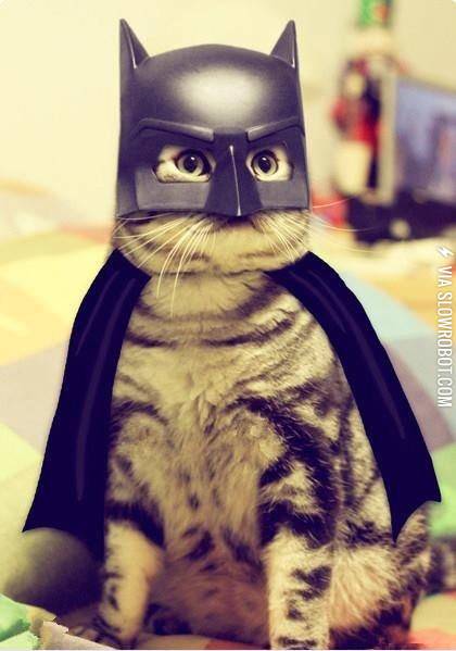 Batcat.