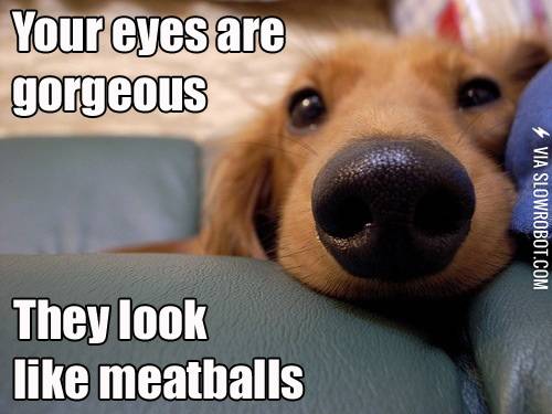 A+dog%26%238217%3Bs+life.