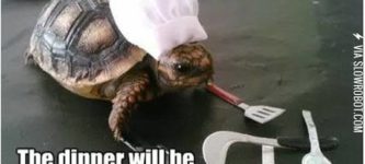 Chef+Turtle