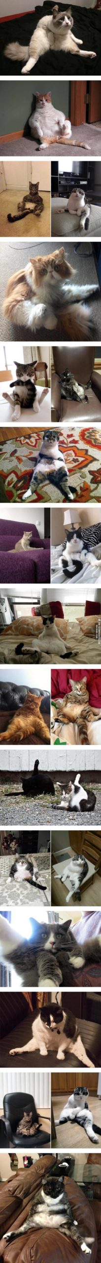 Cats+sitting+like+humans.