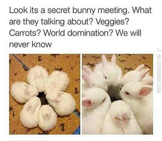 Secret+Bunny+Meeting