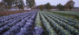 Cabbage+field