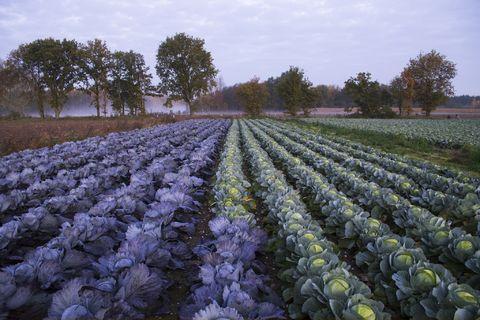 Cabbage+field