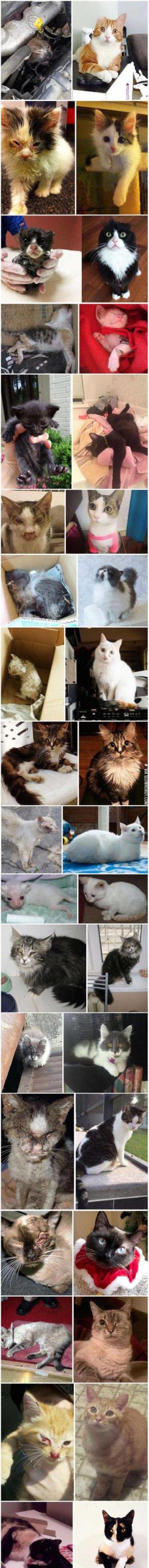 Before+And+After+Getting+Rescued