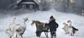 A+little+farmer+and+his+geese