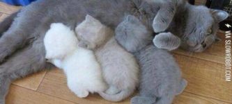 %26%238216%3BScuse+me%26%238230%3B+Your+kitten+printer+is+running+out+of+toner.