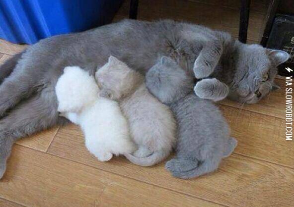 %26%238216%3BScuse+me%26%238230%3B+Your+kitten+printer+is+running+out+of+toner.