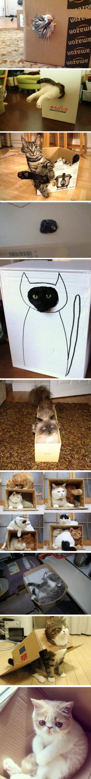 Kitties+In+Boxes