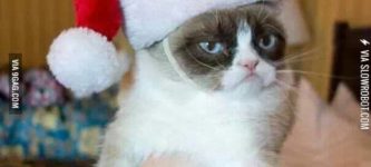 Gumpy+Cat+Christmas.