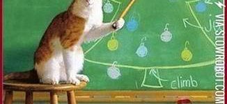 Cat+training%3A+How+to+ruin+Christmas.