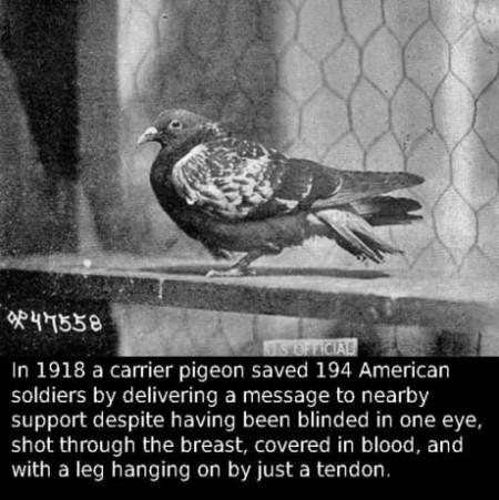 In+1918+A+Carrier+Pigeon+Saved+194+American+soldiers