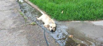 A+labrador+labradoing+what+a+labradog+labrado