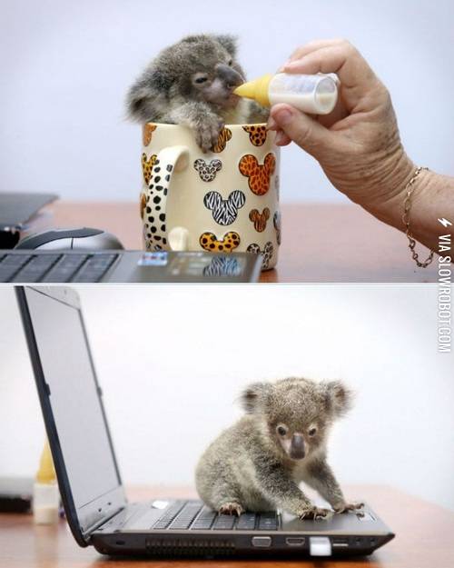 A+baby+koala.