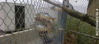 Fish+caught+in+a+fence+during+Hurricane+Sandy.