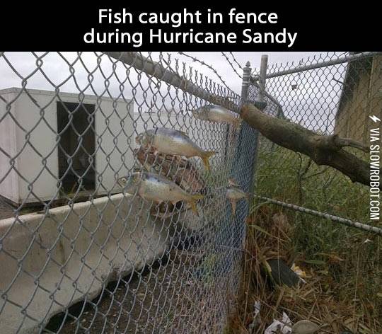 Fish+caught+in+a+fence+during+Hurricane+Sandy.