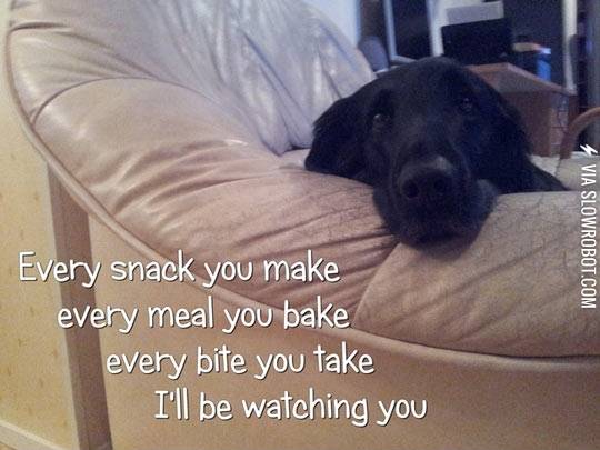 A+dog%26%238217%3Bs+life.