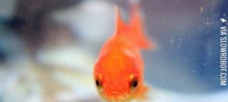 Grumpy+goldfish