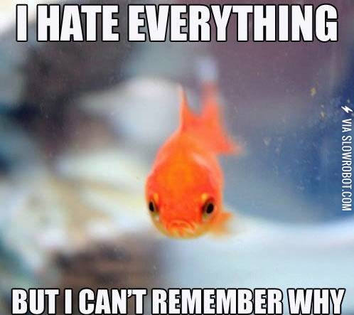 Grumpy+goldfish