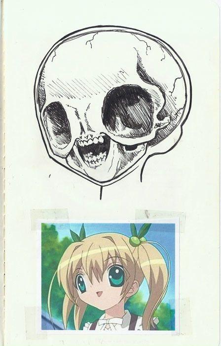 Anatomy+of+Anime