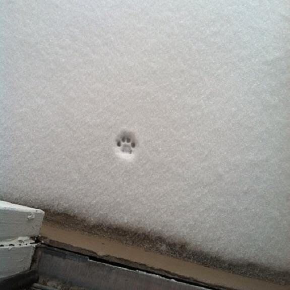 The+littlest+nope+ever
