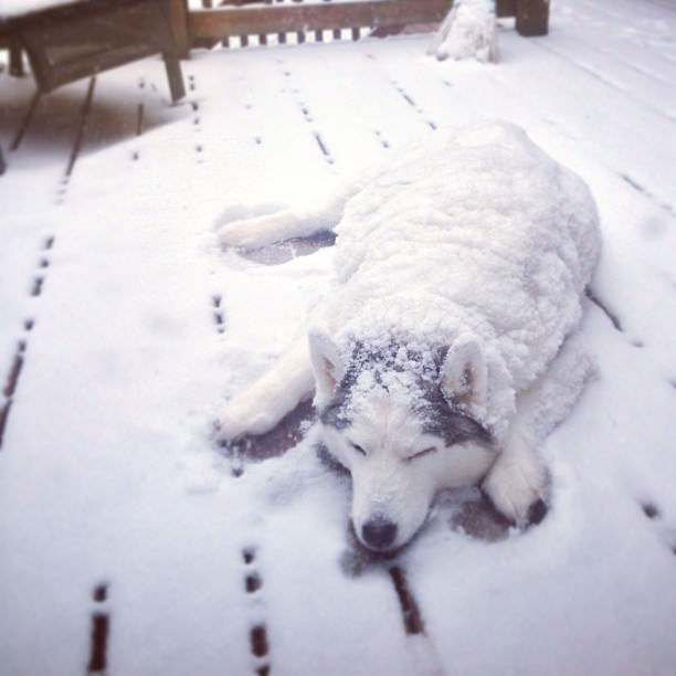 My+dog+likes+the+snow