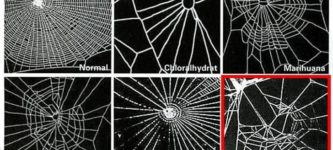 Webs+of+spiders+on+various+drugs