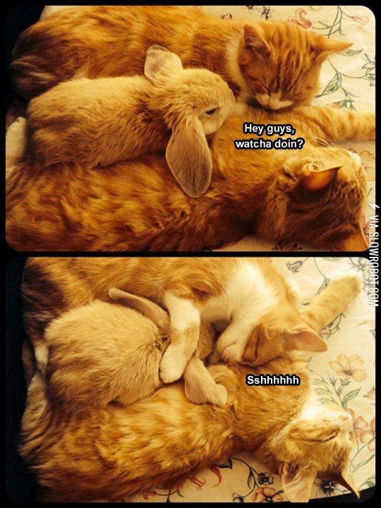 Shhhh%2C+come+cuddle%26%238230%3B