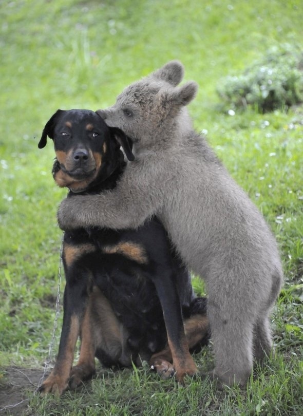 A+baby+bear+giving+a+suspicious+dog+a+kiss.
