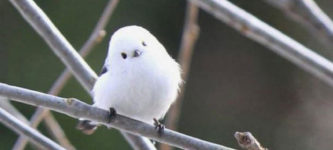 Probably+The+Cutest+Bird+You%26%238217%3Bll+See+Today