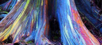 Rainbow+Eucalyptus+Trees+In+Hawaii