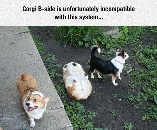 Corgi+forgot+how+to+corg