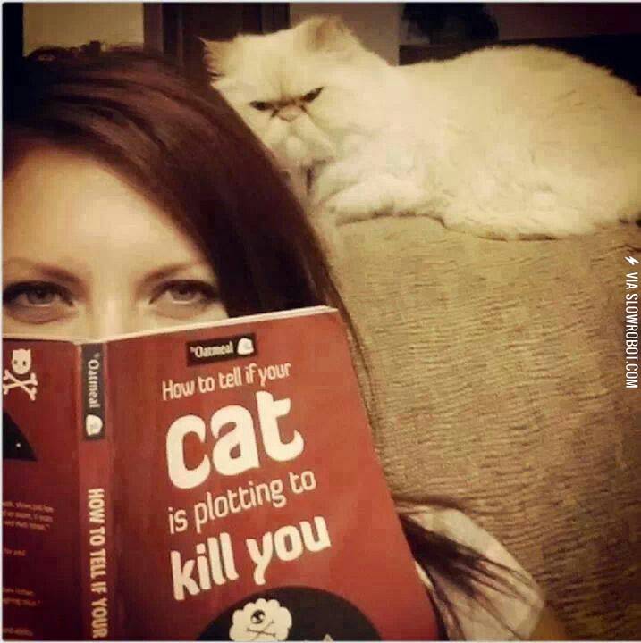 how+to+tell+if+your+cat+is+plotting+to+kill+you